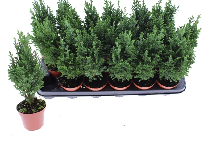 <h4>CHAM L ELLWOODII</h4>