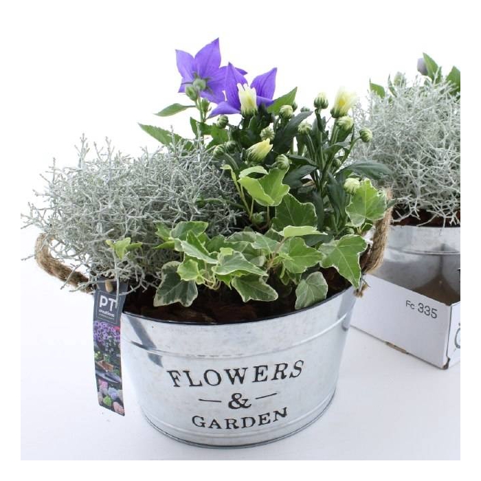 <h4>ARR TUINPLANTEN</h4>