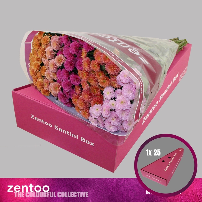 <h4>CHR S MIX MILLER</h4>