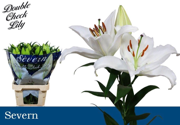 <h4>LI OR SEVERN 3+</h4>