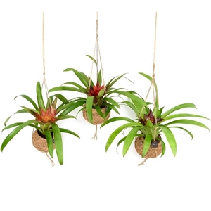 Kokodama Bromelia Mix Hang