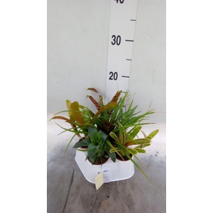 Bromelia   ...mix