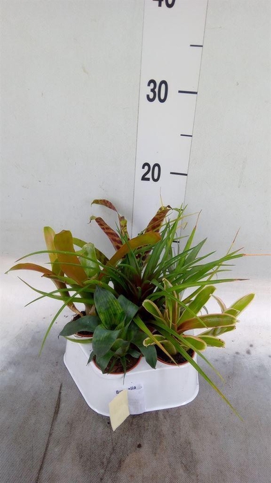 <h4>Bromelia   ...mix</h4>