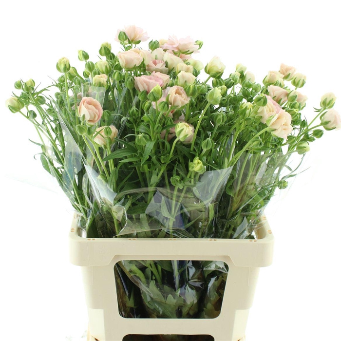 <h4>Ran Butterfly Keramo</h4>