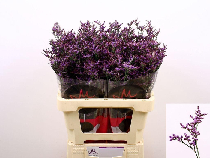 <h4>Limonium ov Safora Dark Blue</h4>