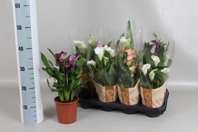 <h4>ZANT GEM 5 KL</h4>