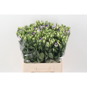 Eus G Rosi Blue Pico