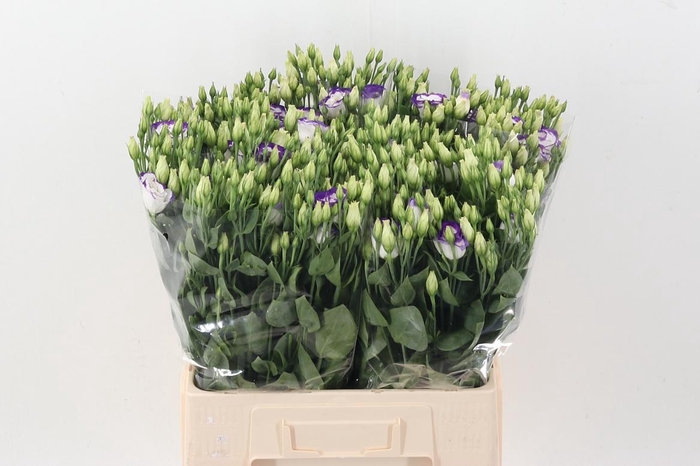 <h4>Eus G Rosi Blue Pico</h4>