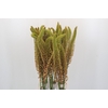 Eremurus Emmy Ro