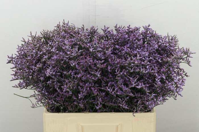 <h4>Lim Saf Lilac</h4>