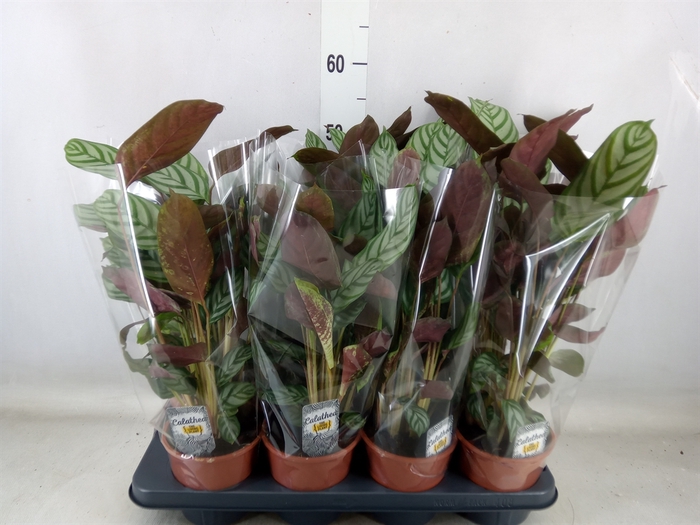 <h4>Ctenanthe setosa 'Compactstar'</h4>