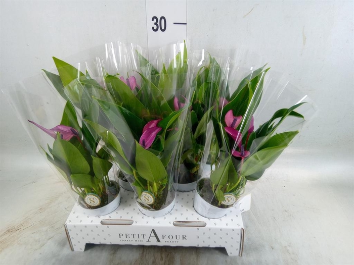 <h4>Anthurium  'Zizou'</h4>
