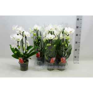 Phalaenopsis Elegans Cascade 12Ø 45cm 2st 16fl