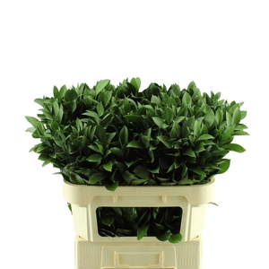 Ruscus hypophyllum (groot blad)