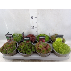 Sempervivum   ...mix