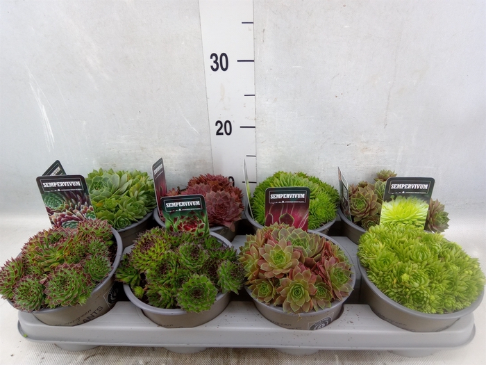 <h4>Sempervivum   ...mix</h4>