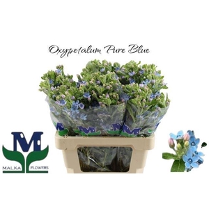 Oxy Co Tan Pure Blu