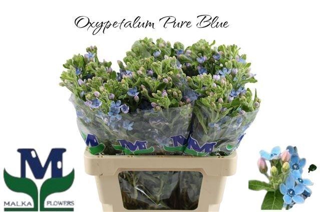 <h4>Oxy Co Tan Pure Blu</h4>