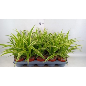 Chlorophytum com.