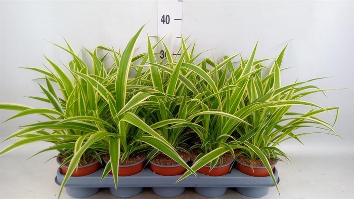 <h4>Chlorophytum com.</h4>