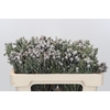 Kaaps Groen Silver Brunia