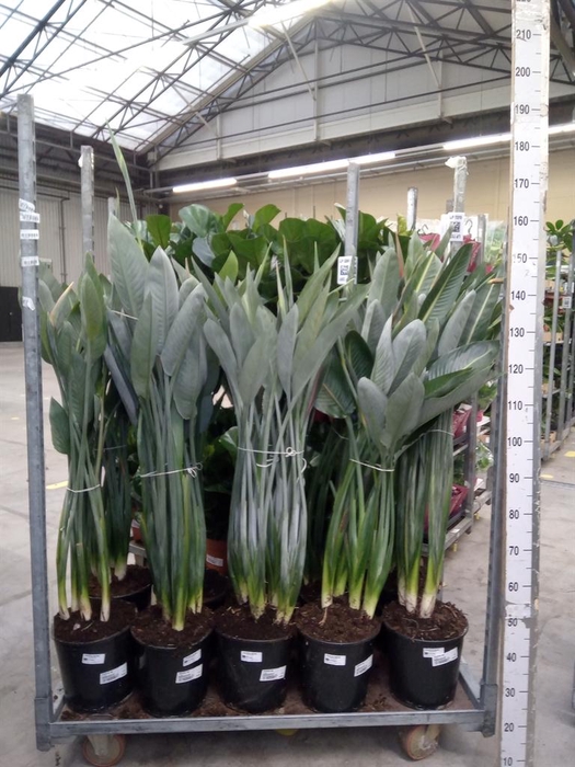 <h4>Strelitzia reg.</h4>