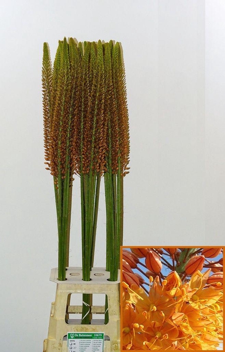 <h4>Eremurus Golden Cleopatra</h4>