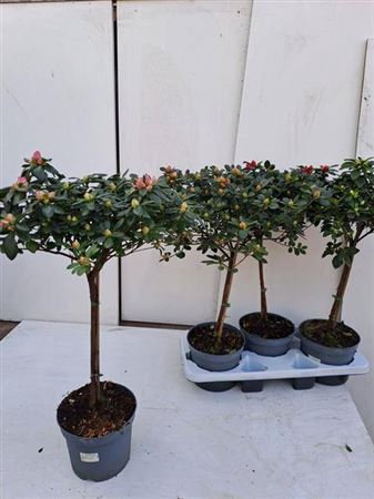 Rhodo Si Ov Stam