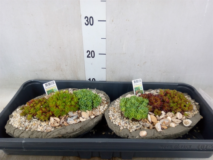 <h4>Arr.   Tuinplanten L%</h4>