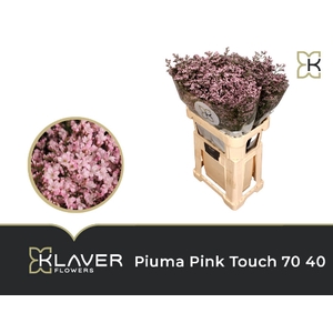 Lim Piuma Pink Touch 70 40