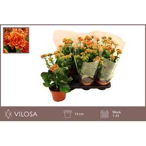 Kal Ge Volcan Orange