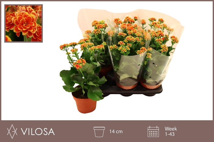 <h4>KAL GE VOLCAN ORANGE</h4>