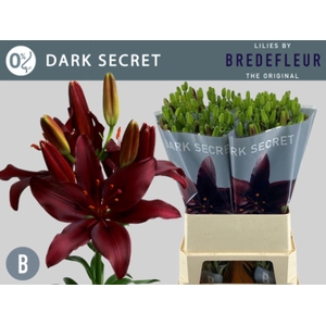 Li La Dark Secret 5+ Bredefleur