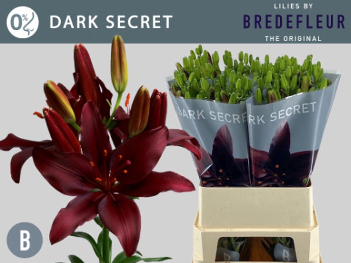 <h4>Li La Dark Secret 5+ Bredefleur</h4>