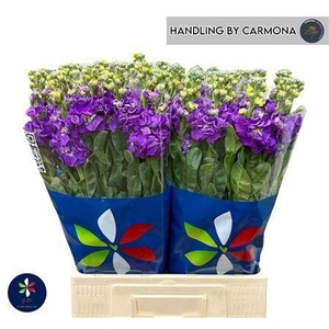 Matthiola incana 'Iron Purple'
