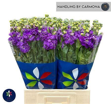 <h4>Matthiola incana 'Iron Purple'</h4>