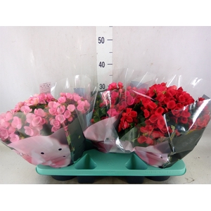 Begonia elat. EN 'Betulia' ..mix