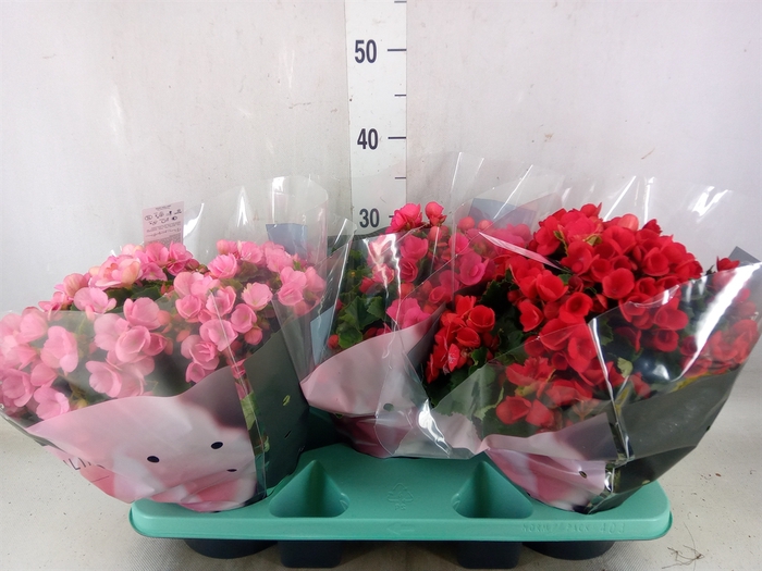 <h4>Begonia elat. EN 'Betulia' ..mix</h4>