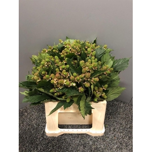 Rubus Thornless 40cm
