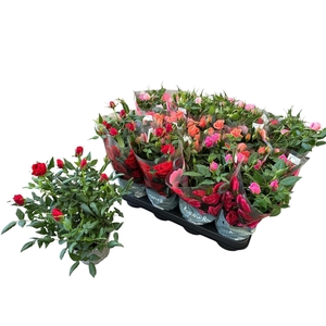 RO KORDANA GEM 4 SRT