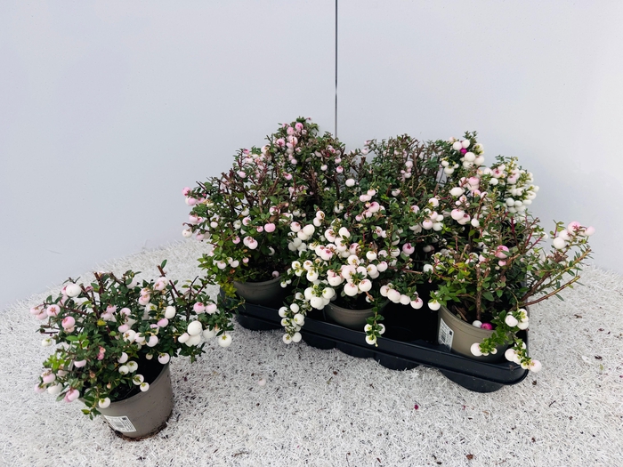 <h4>GAULTH MUCRONATA</h4>