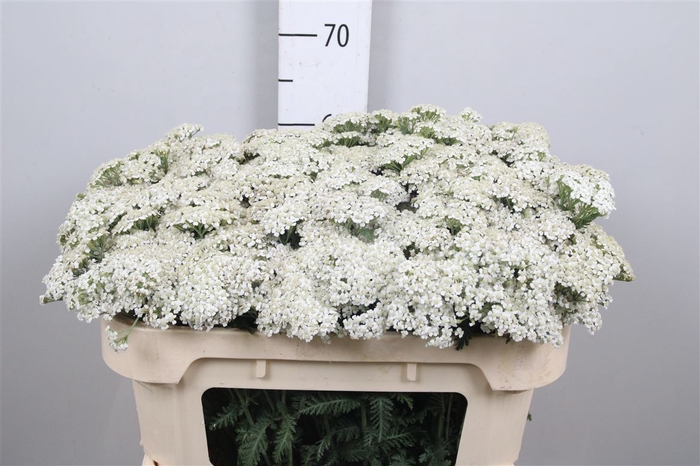 <h4>Achil M White Beauty</h4>