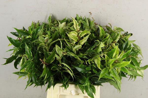 <h4>Leucothoe Rainbow Groen</h4>