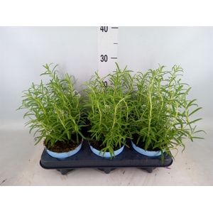 Rosmarinus officinalis   ...