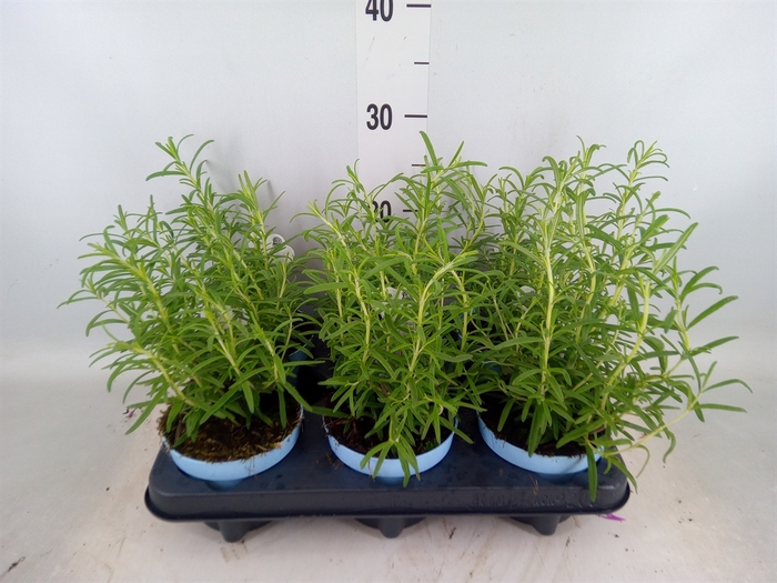 <h4>Rosmarinus officinalis   ...</h4>