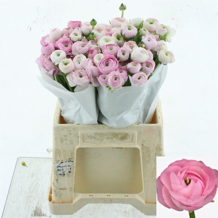 <h4>RAN SU CONFETTO</h4>