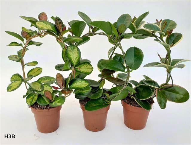 <h4>Hoya gemengd</h4>