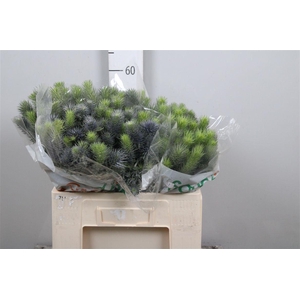 Eryn Pacifi Blue Sky