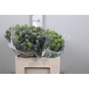 Eryn Pacifi Blue Sky