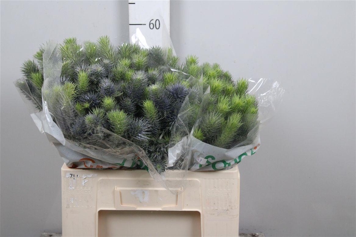 <h4>Eryn Pacifi Blue Sky</h4>